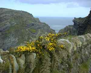 tintagel4.jpg (8695 Byte)